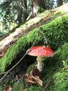 Mushroom moss nature