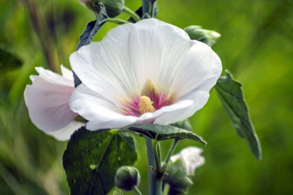 Leaf garden hollyhocks