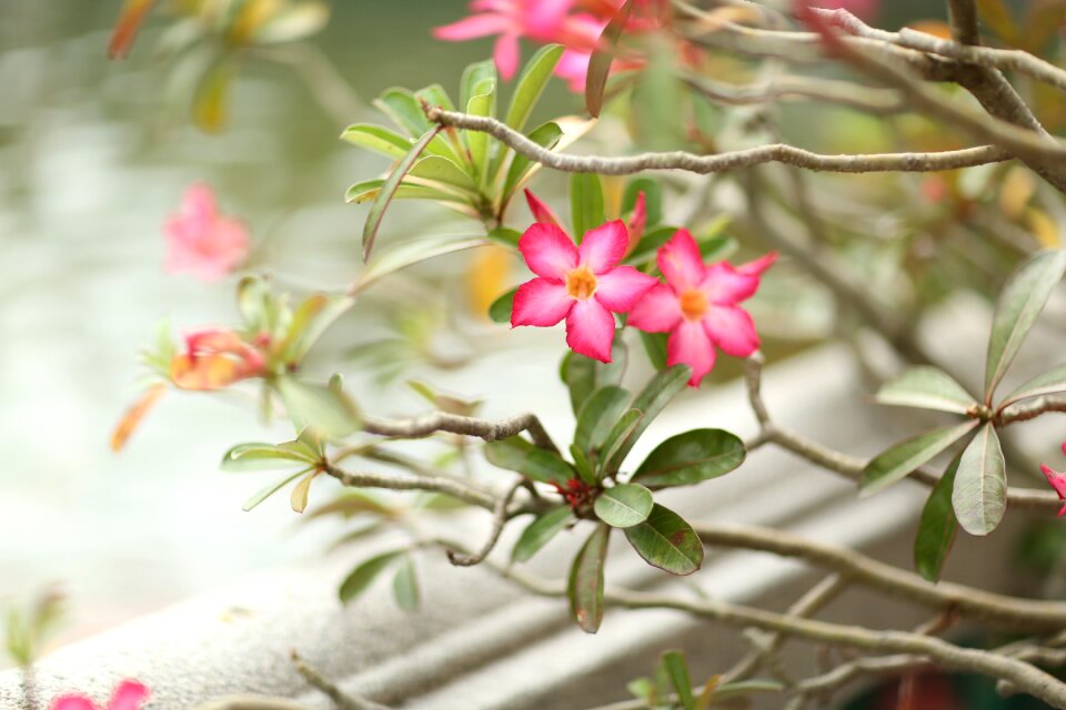 Nature spring green