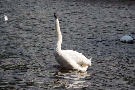 Water bird swans bird photo
