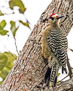 Carpintero jabado birding wildlife