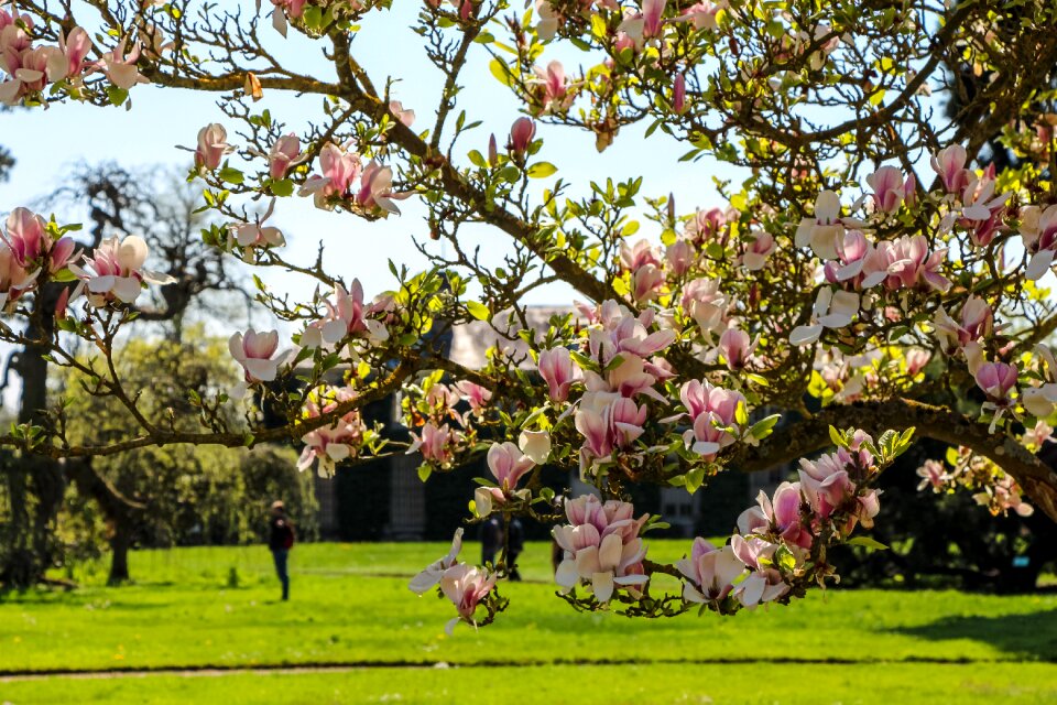 Nature flower tree
