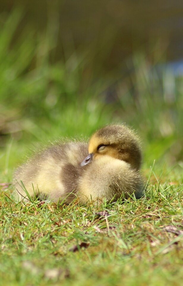 Animal grass cute