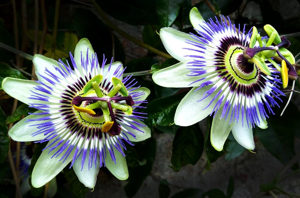 Summer passion flower close up