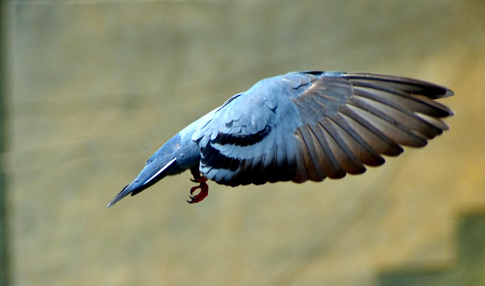 Wings bird headless photo