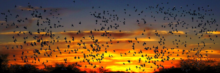 Migratory bird flying south