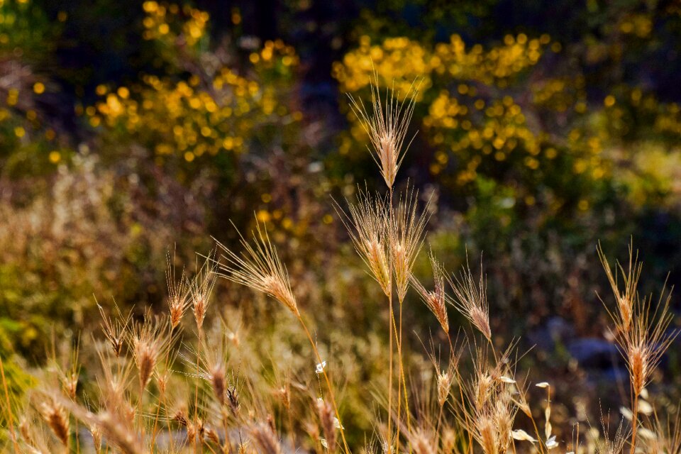 Plant summer season