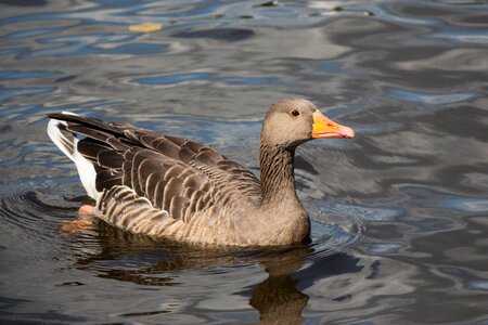 Bird swim animal photo