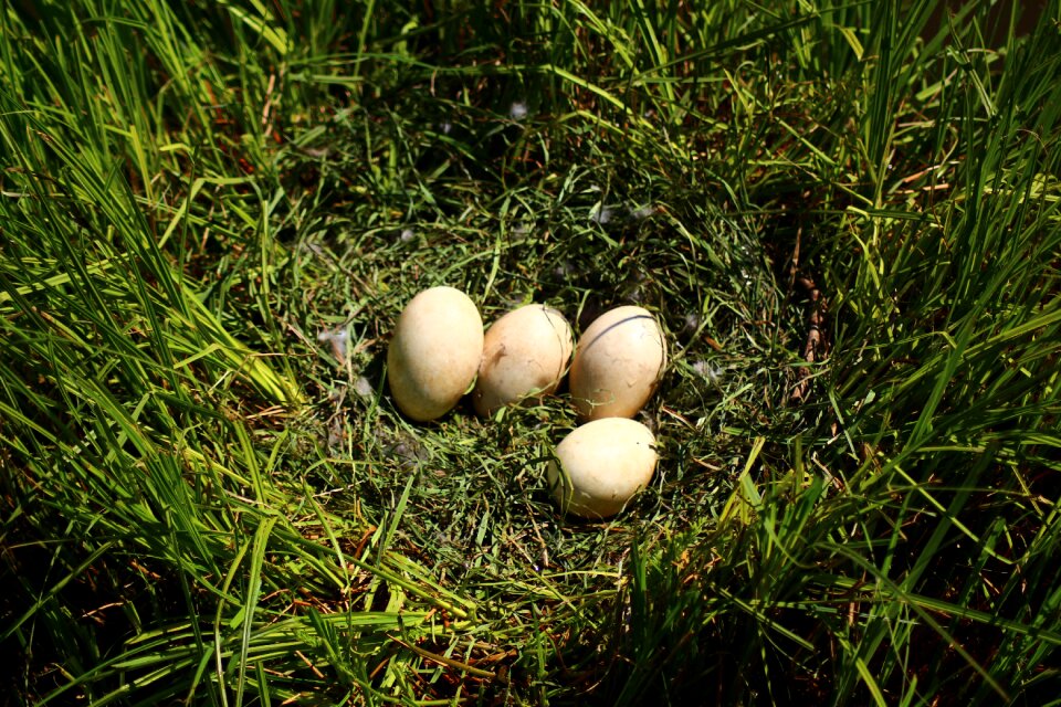 Plant easter meadow