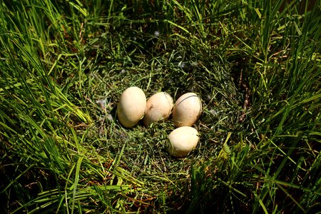 Plant easter meadow