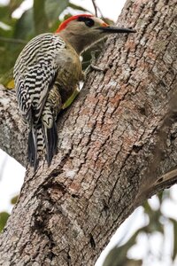 Carpintero jabado birding wildlife