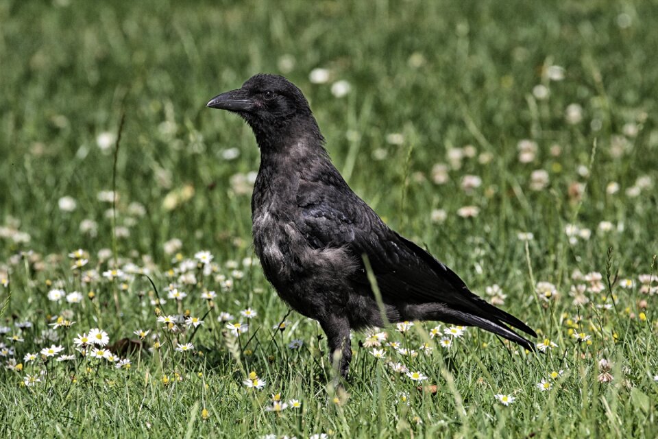 Raven bird raven bird