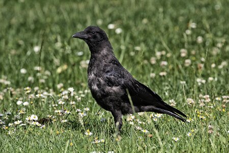 Raven bird raven bird
