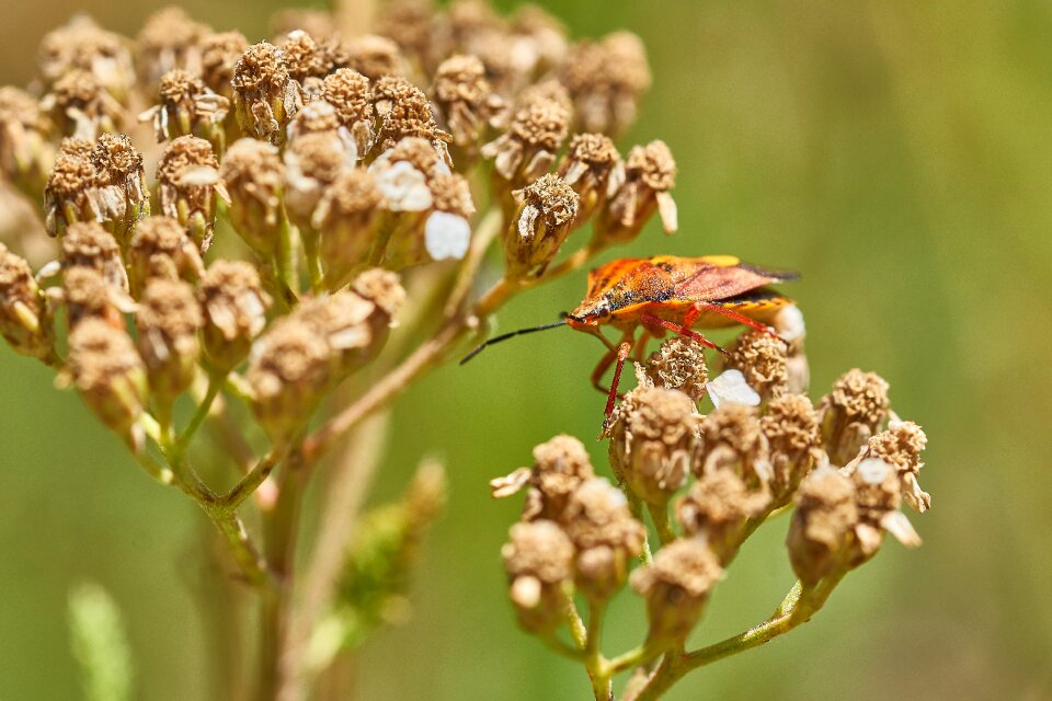 Insect blossom bloom