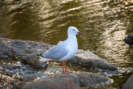 Wildlife outdoors seagull