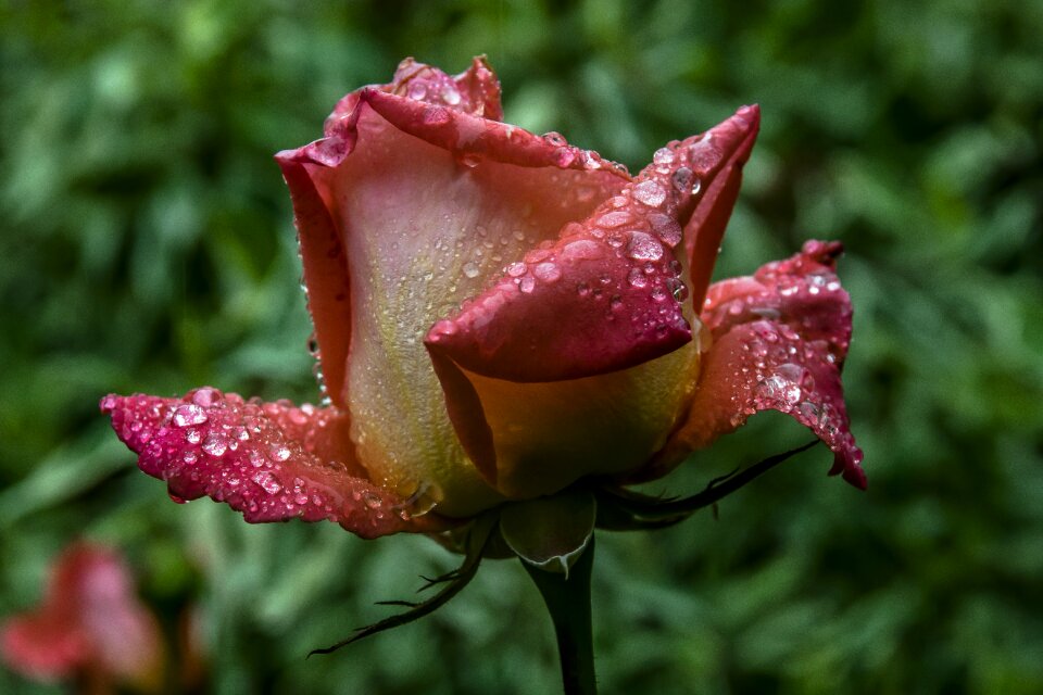 Leaf flora rose