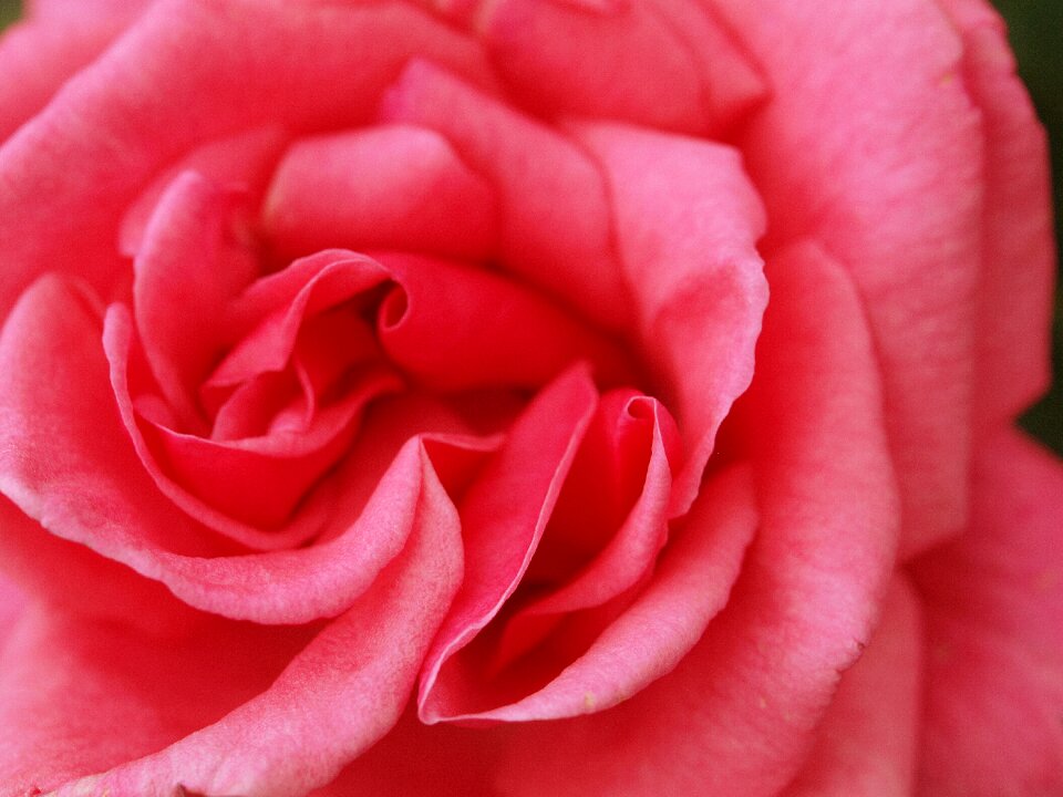 Blooming love delicate