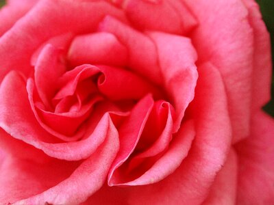 Blooming love delicate