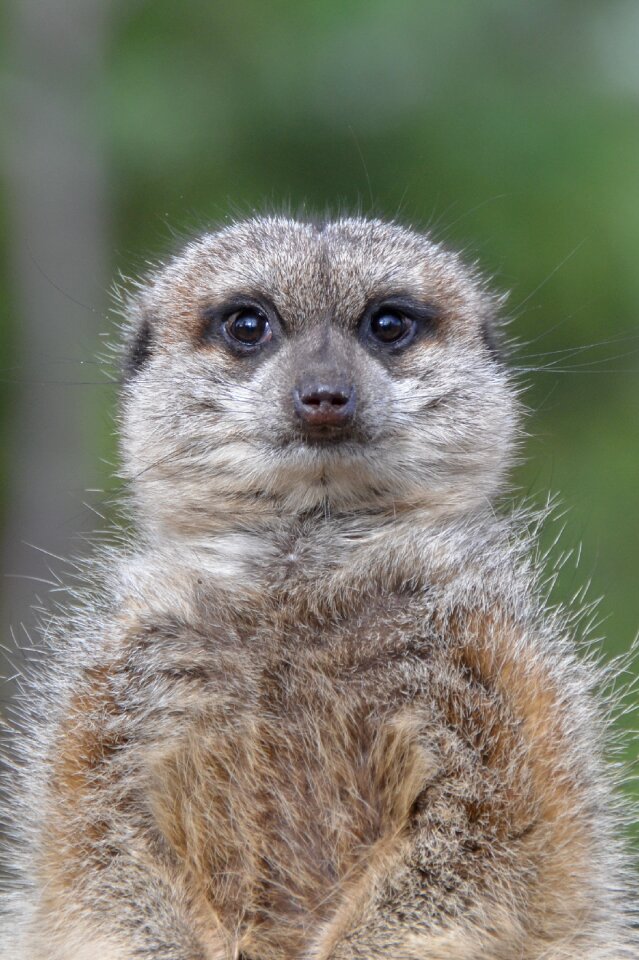 Wildlife suricata african