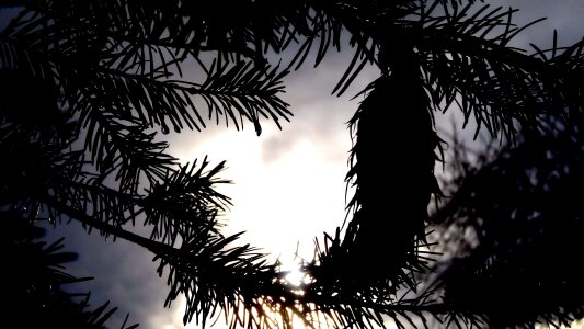 Winter outdoors pine