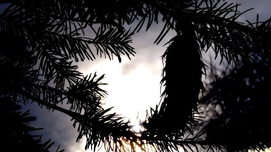 Winter outdoors pine photo