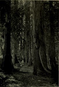 The American annual of photography (1911) (14596756670)