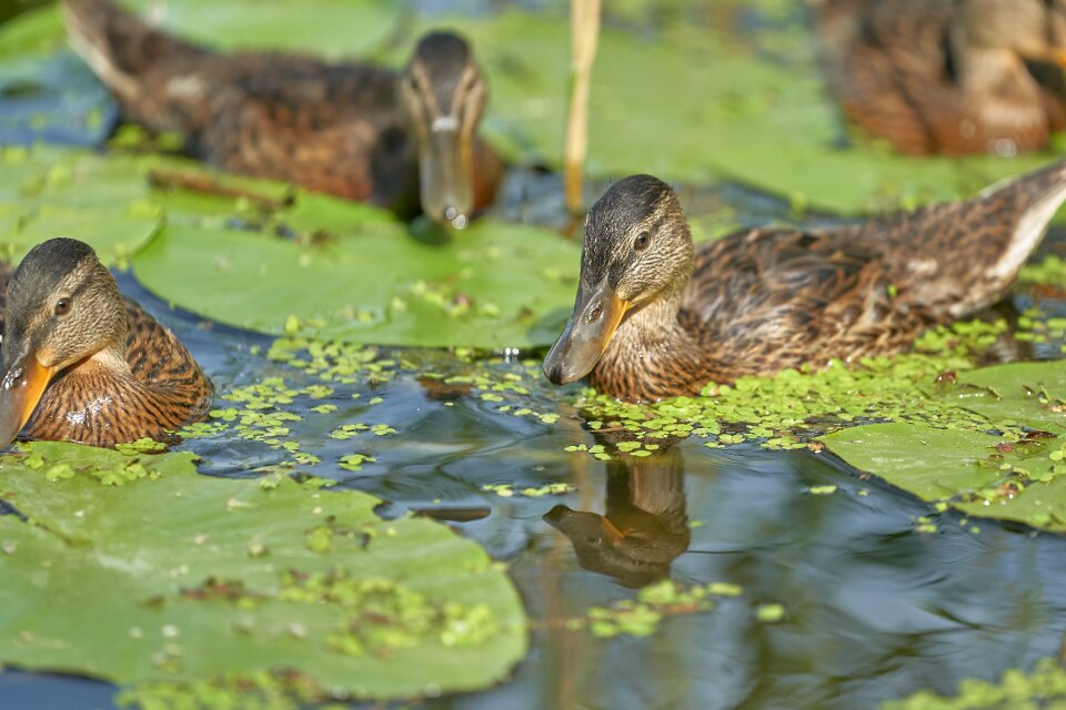 Water bird trout pond