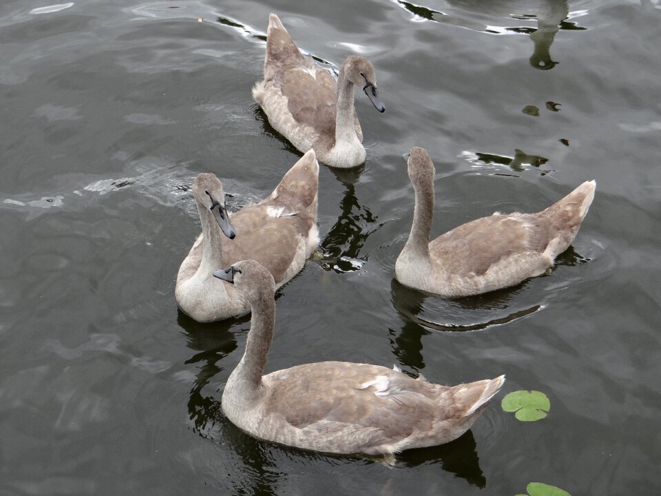 Animals birds water bird