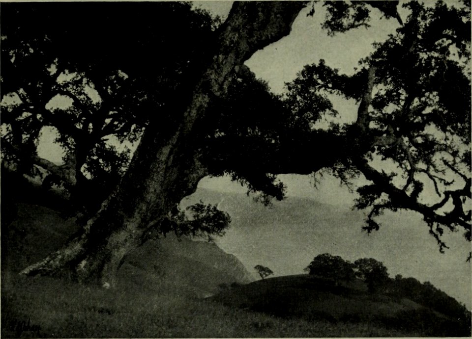 The American annual of photography (1912) (14579215708)