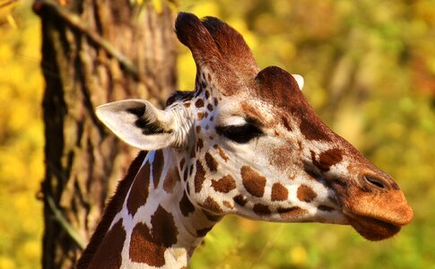 Animal animal portrait tierpark hellabrunn photo