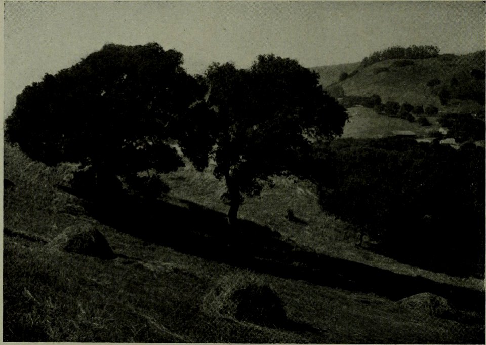 The American annual of photography (1912) (14579214498)