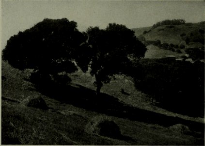 The American annual of photography (1912) (14579214498)
