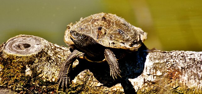 Water turtle on the water panzer photo