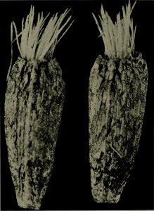 The American annual of photography (1911) (14760455306)
