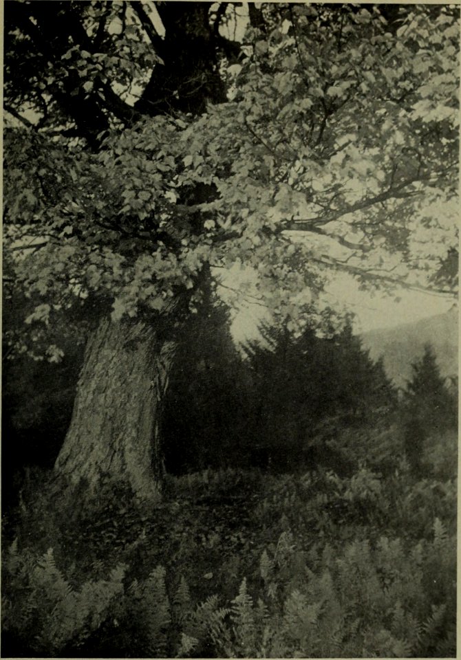 The American annual of photography (1911) (14783139712)