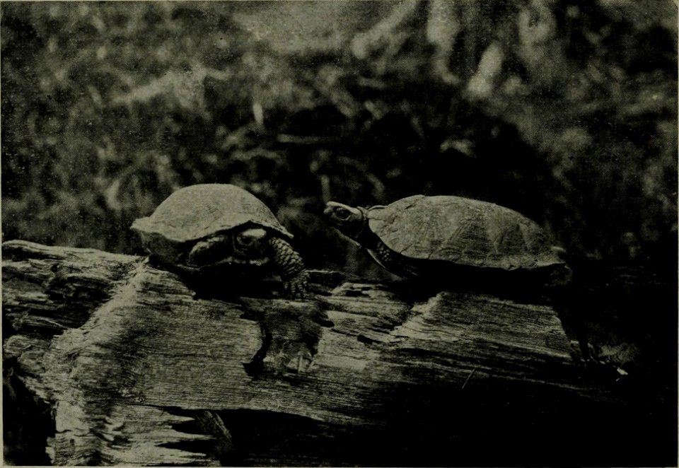 The American annual of photography (1911) (14783087762)