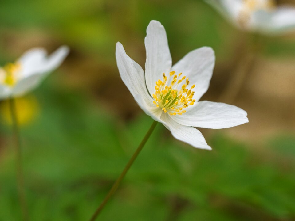Bloom at the wayside wood anemone
