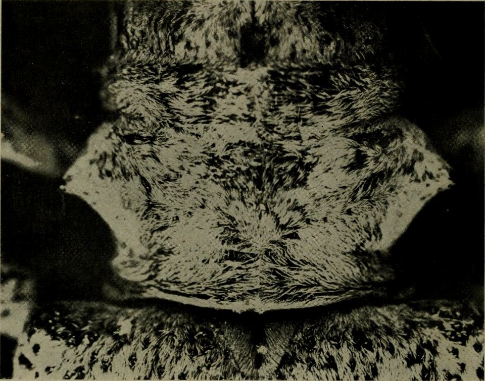 The American annual of photography (1911) (14783100012)