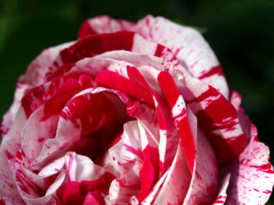 Flora rose petal photo