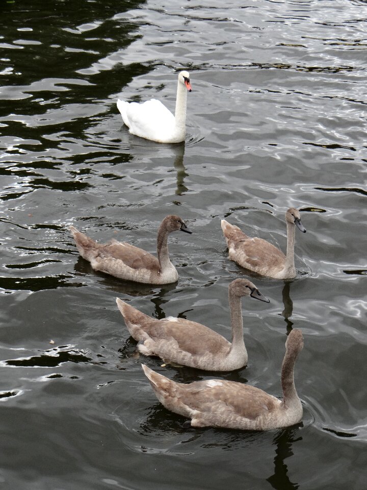 Animals birds water bird