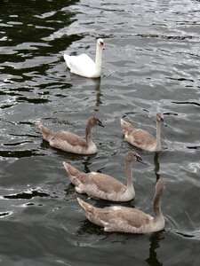 Animals birds water bird