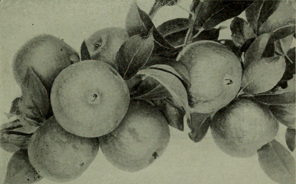 The American annual of photography (1914) (14777613051)
