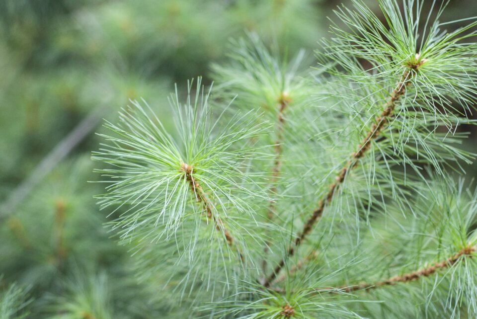 Pine branch fir tree