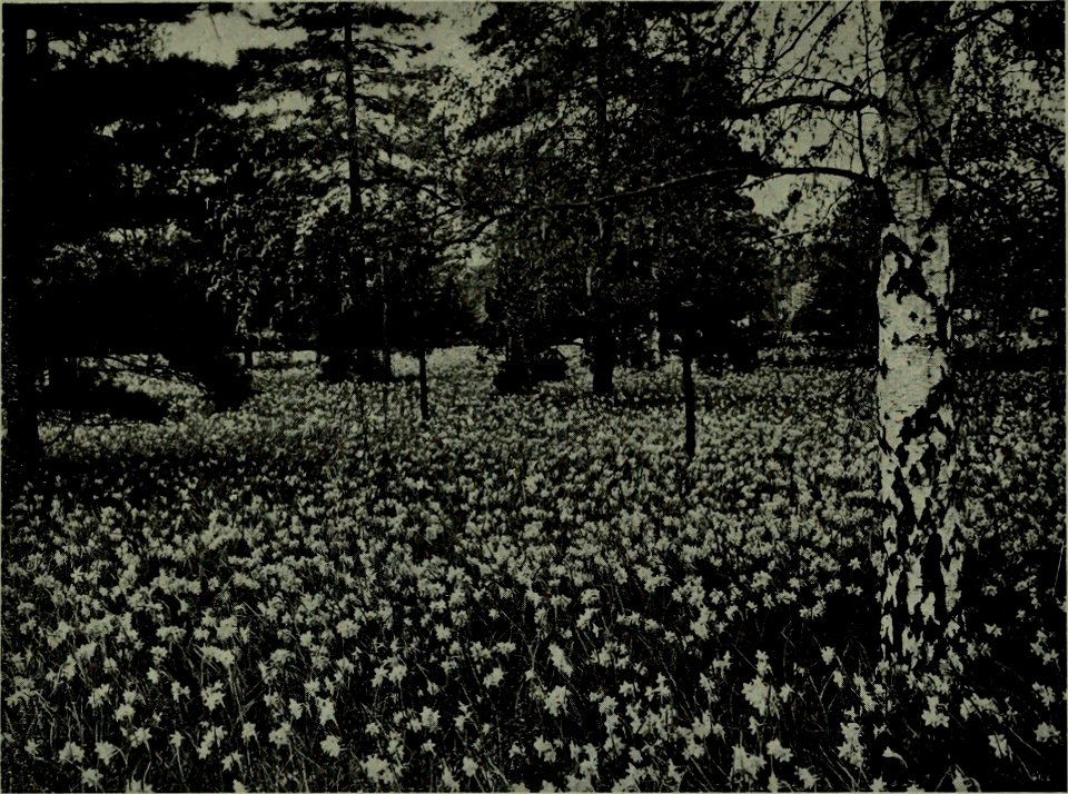 The American annual of photography (1914) (14757541046)
