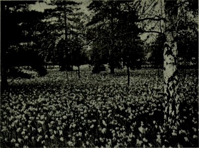 The American annual of photography (1914) (14757541046)