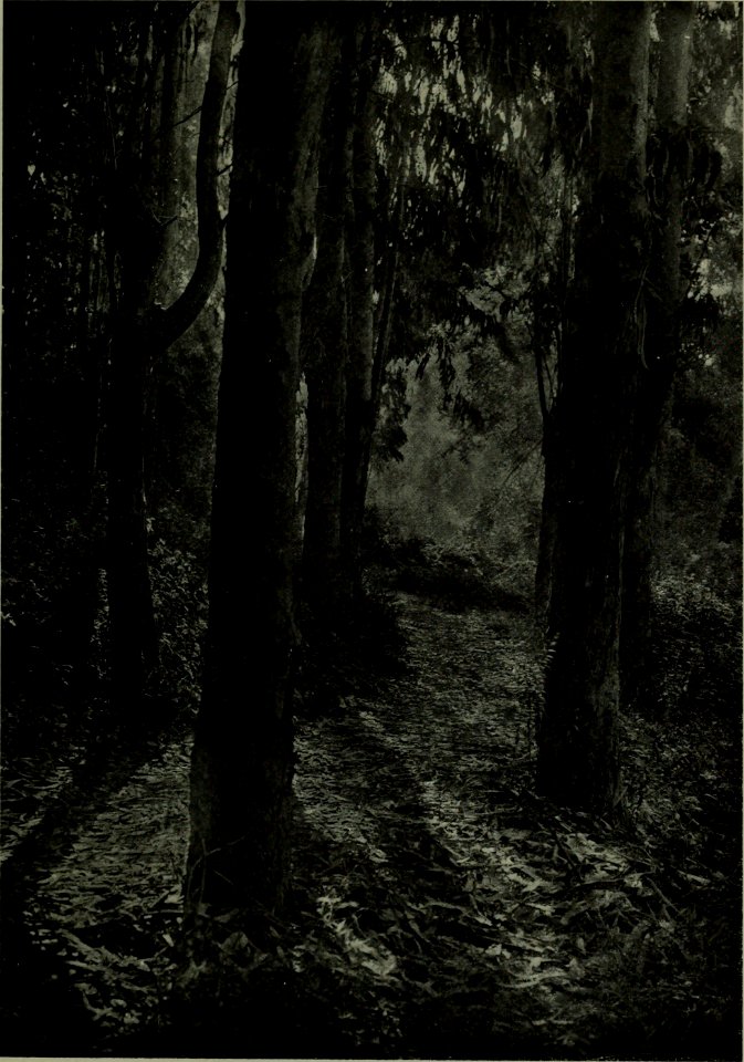The American annual of photography (1914) (14777826604)