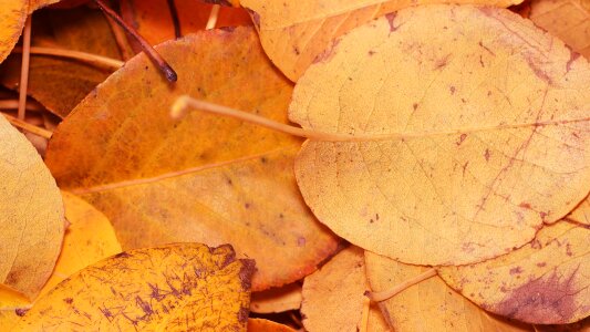 Autumn nature autumn leaves golden autumn