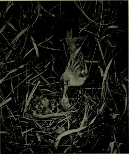 The American annual of photography (1914) (14777391271)