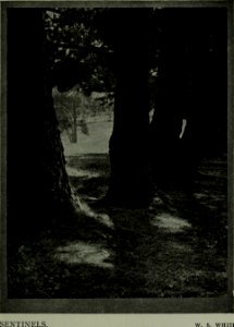 The American annual of photography (1919) (14779558461)