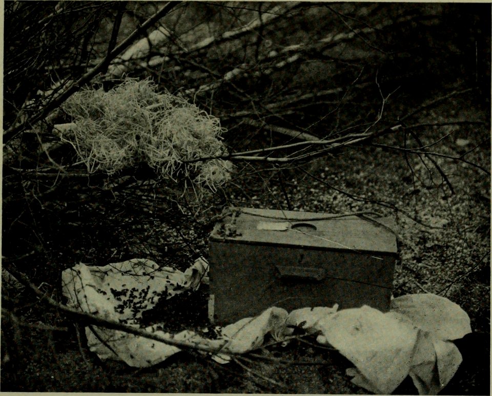 The American annual of photography (1914) (14780659335)